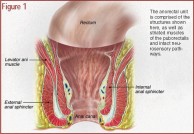 The anorectal unit is comprised of the structures shown here, as well as striated muscles of the puborectalis and intact neurosensory pathways